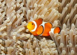 Hot Brainstorm Lommelygte med dias - Havets dyr