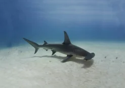 Hot Brainstorm Lommelygte med dias - Havets dyr