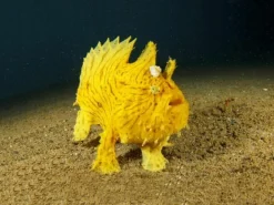 Hot Brainstorm Lommelygte med dias - Havets dyr