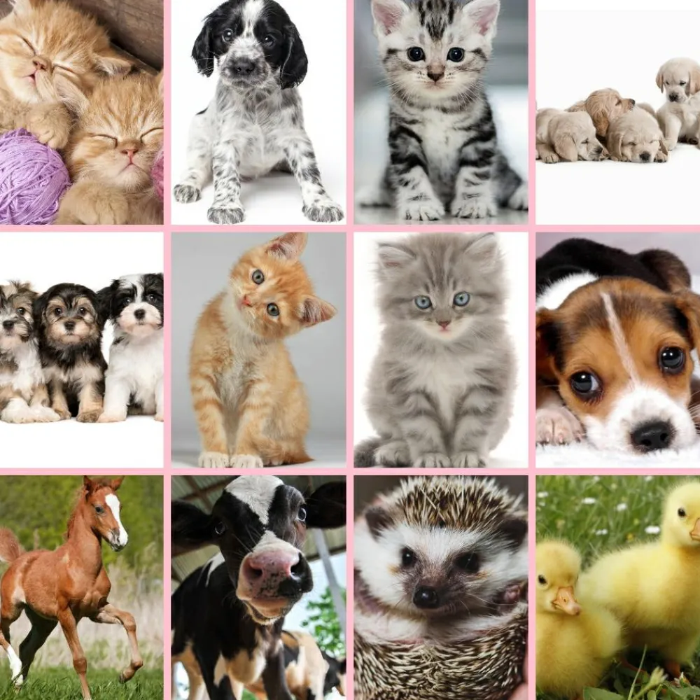 Discount Brainstorm Lommelygte med dias - Nuttede dyr