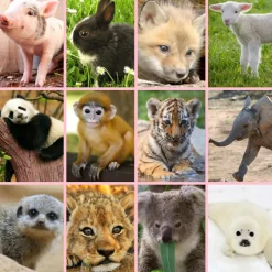 Discount Brainstorm Lommelygte med dias - Nuttede dyr