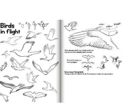 Online eeBoo Lær at tegne - Dyr