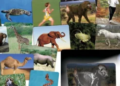 Hot Læringskort - Kig ind i dyrene, 16 stk