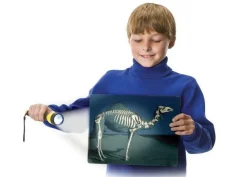 Hot Læringskort - Kig ind i dyrene, 16 stk