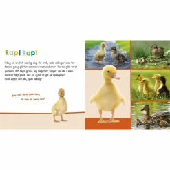 Clearance Forlaget Bolden Lyt, rør og føl - Kære dyr