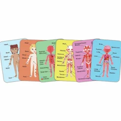 New Hape Magnetisk puslespil - Anatomi