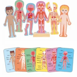 New Hape Magnetisk puslespil - Anatomi
