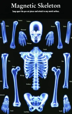 Hot Magnetisk skelet
