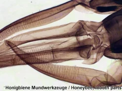 Sale Mikroskop slides - Diverse, 25 stk.