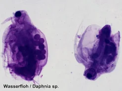 Sale Mikroskop slides - Diverse, 25 stk.