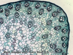 Sale Mikroskop slides - Diverse, 25 stk.