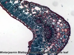 Sale Mikroskop slides - Diverse, 25 stk.