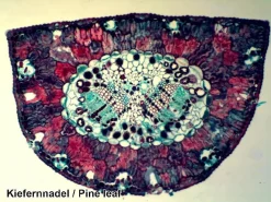 Sale Mikroskop slides - Diverse, 25 stk.