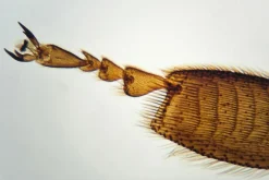 Hot Brainstorm Mikroskop til ekspeditionen