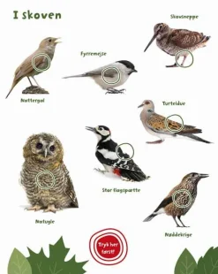 Best Forlaget Bolden Min store bog med fuglelyde