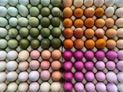 Sale ökoNORM Naturlig farve til æg - 5 farver