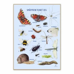 Outlet Ciha Plakat 50 x 70 cm - Smådyr omkring dig