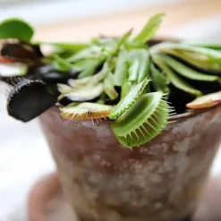 Discount Plant selv kit - Kødædende plante