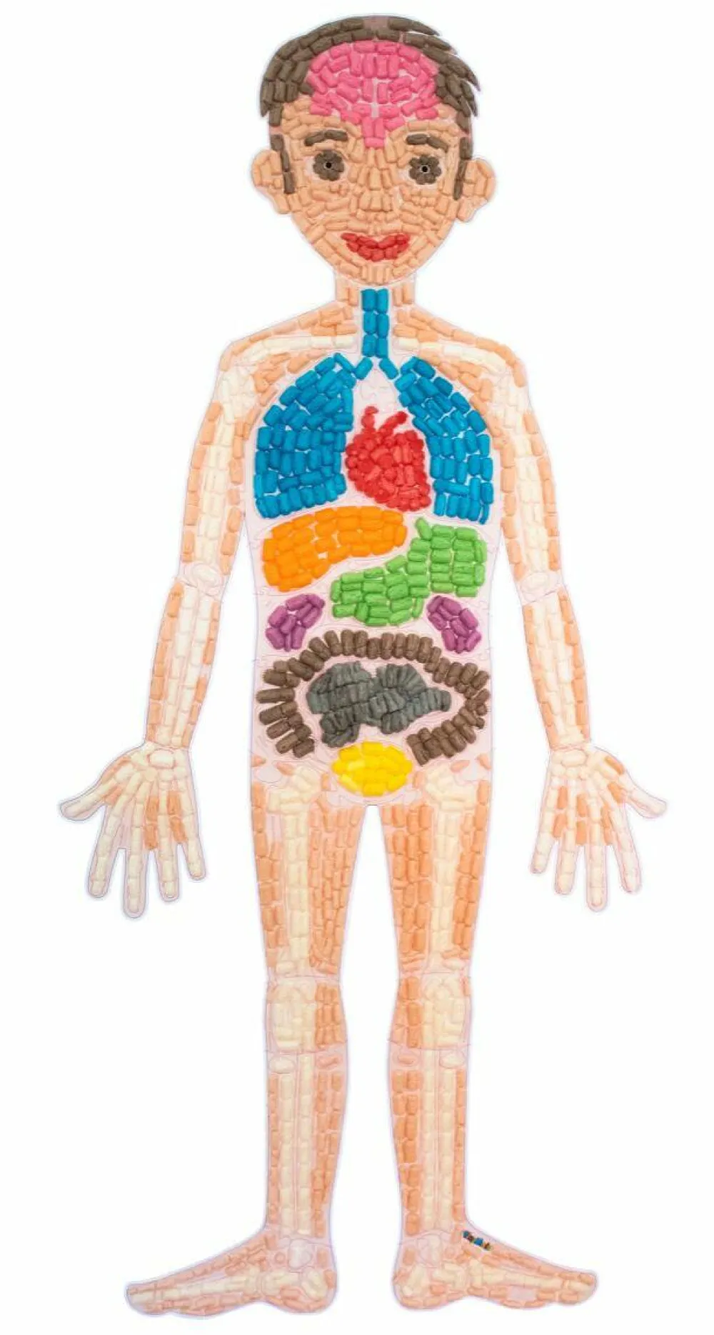 Hot PlayMais tilbehør - Anatomi puslespil