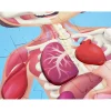 Online Hape Puslespil m. 50 brikker - Krop inkl. 3D-organer