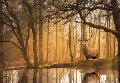 Outlet Clementoni Puslespil med 500 brikker - Rustling Silence