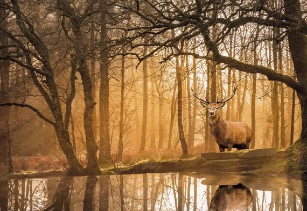 Outlet Clementoni Puslespil med 500 brikker - Rustling Silence