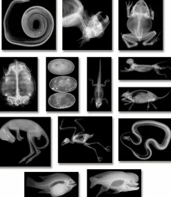 Hot Røntgenbilleder - Dyr, 14 stk