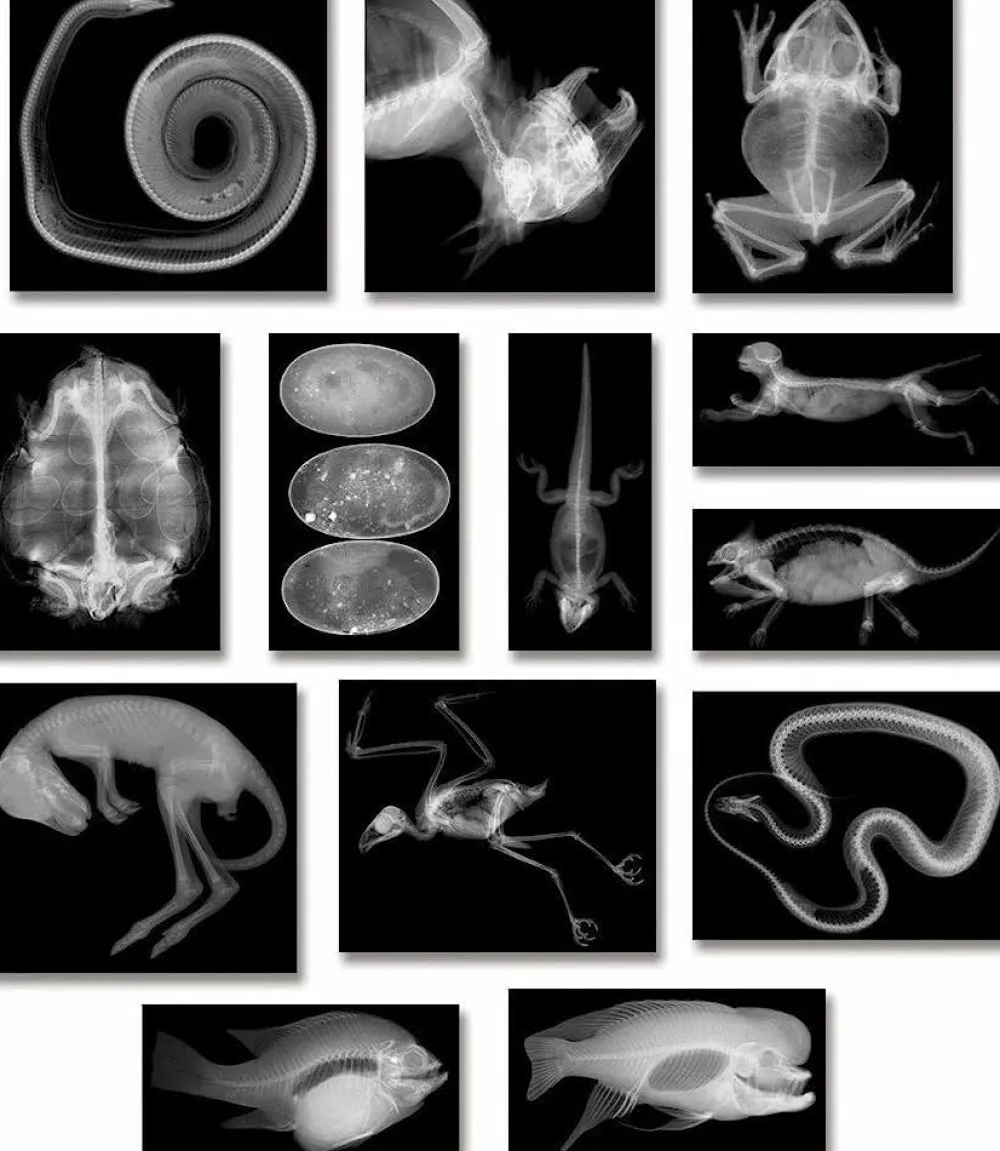 Hot Røntgenbilleder - Dyr, 14 stk
