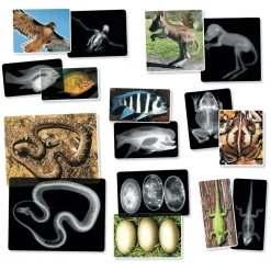 Hot Røntgenbilleder - Dyr, 14 stk