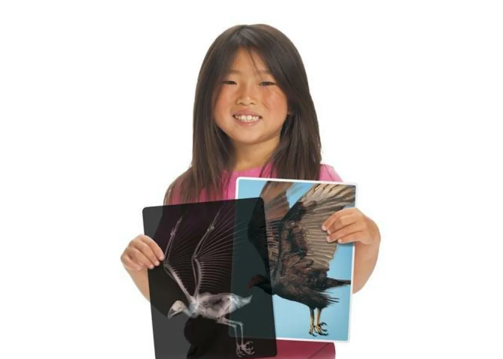 Hot Røntgenbilleder - Dyr, 14 stk