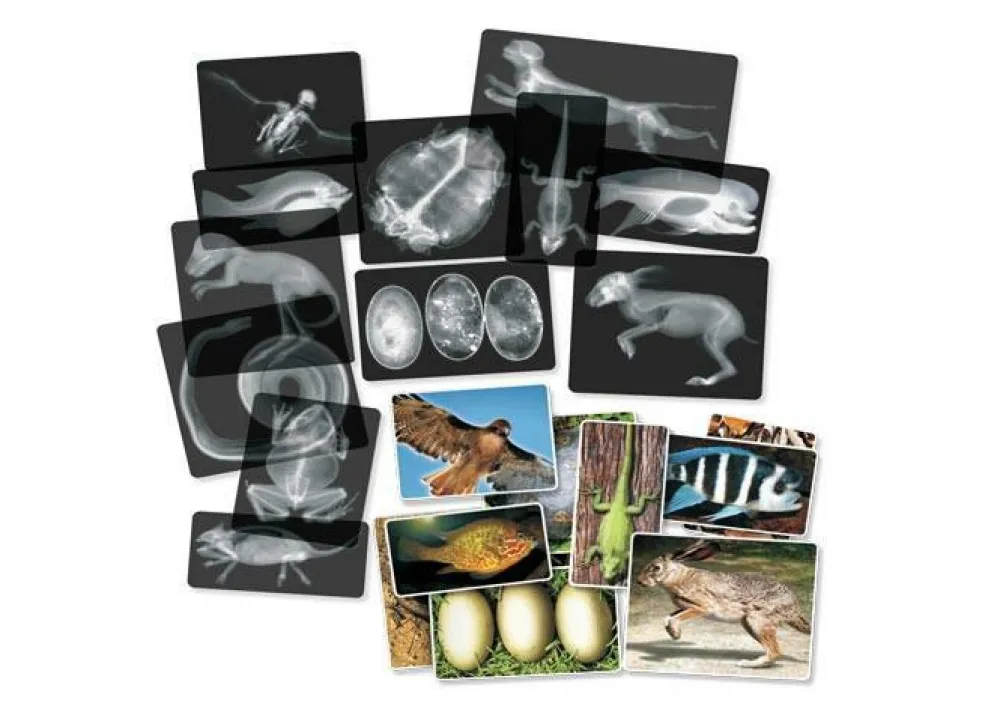 Hot Røntgenbilleder - Dyr, 14 stk