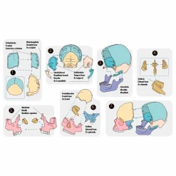 New Spiegelburg Samlesæt - Kranium, 17 dele