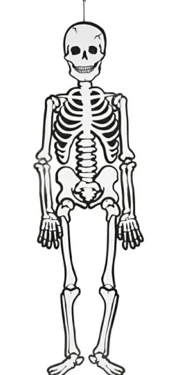 Best Creativ Company Skelet (glow in the dark) i karton, 120 cm.