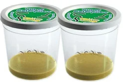 InsectLore Sommerfuglehave læringssæt m. 10 larver