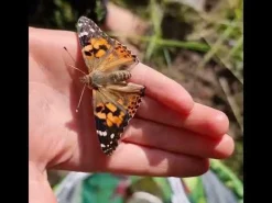 InsectLore Sommerfuglehave læringssæt m. 10 larver