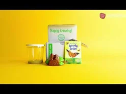 Sale InsectLore Sommerfuglehave m. 5 fritleverede larver