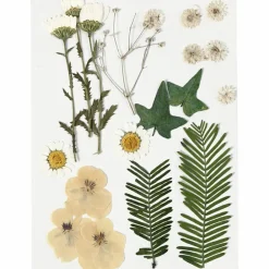 Sale Creativ Company Tørrede blomster/blade - Råhvid, 19 ass.