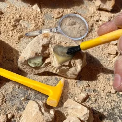 Clearance Udgravningssæt - Fossiler