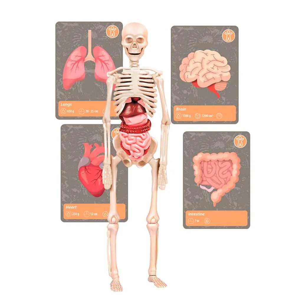 Best Clementoni Videnskabssæt - Historien om livet på jorden
