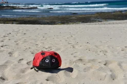 Vindmagi - Hoppende mariehøne (40 x 40 cm.)