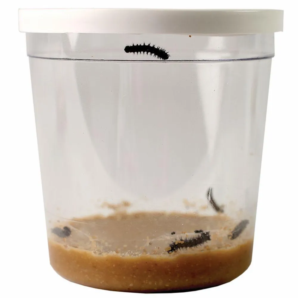 Best InsectLore Voucher til refill - Sommerfuglelarver, 5 stk.